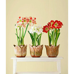Amaryllis Assorted Flowering Bulb Plant