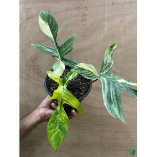Philodendron Florida Beauty