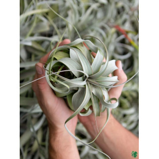 Tillandsia Xerographica